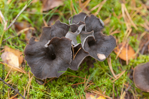 black mushrooms in the forest