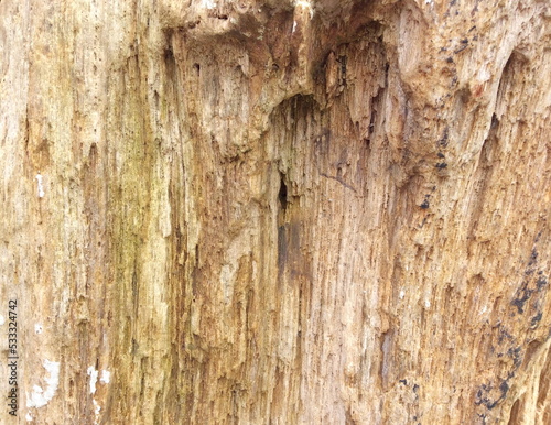 Petrified wood, stone texture background.