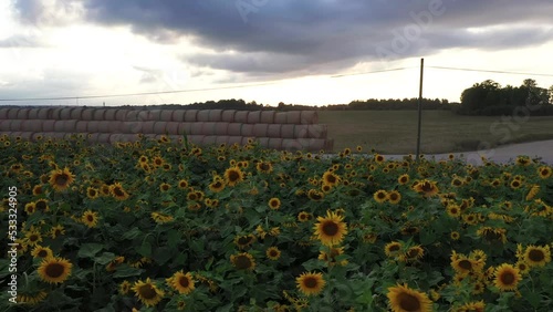 Sunflower field in close up during sunset, aerial truck left photo