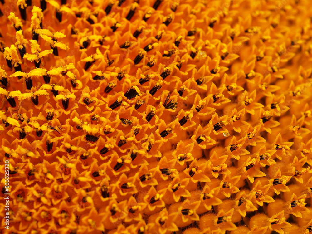 Sunflower in full bloom close up macro shot