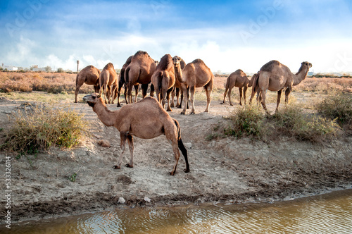 Camels at the watering place drink water graze in the steppes  heat  drought  Kazakhstani steppes.