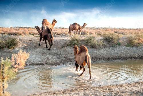 Camels at the watering place drink water graze in the steppes, heat, drought, Kazakhstani steppes. © Vera