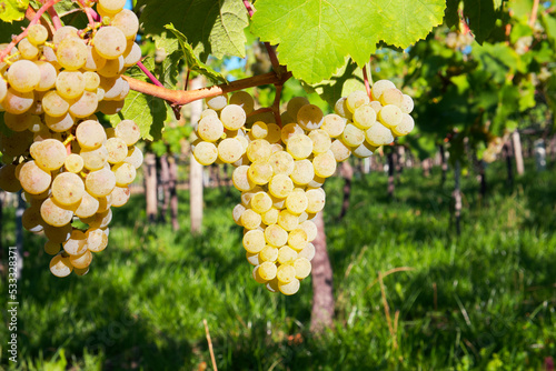 a bunch of white grapes on a vineyard background