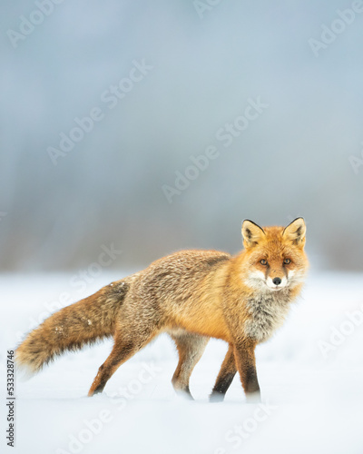 Fox (Vulpes vulpes) in autumn scenery, Poland Europe, animal walking among winter meadow in blue background snow © Marcin Perkowski