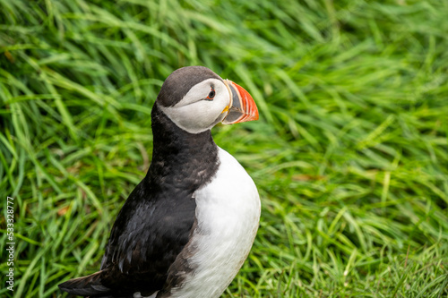Puffin on a grass cliff
