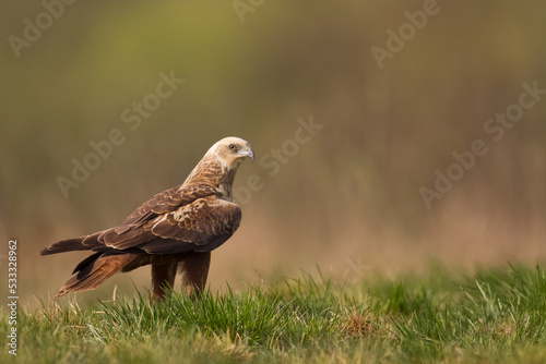 Flying Birds of prey Marsh harrier Circus aeruginosus  hunting time Poland Europe