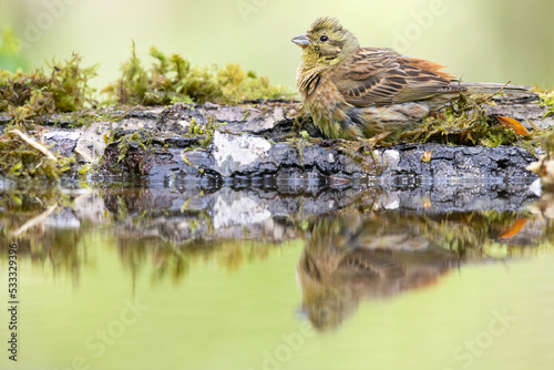 Bird - male Yellowhammer Emberiza citrinella sitting and drinking water from forrest puddle, spring time, green background Poland, Europe