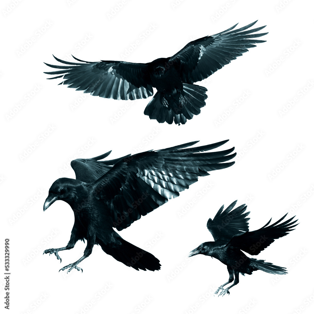 Fototapeta premium Birds flying ravens isolated on white background Corvus corax. Halloween - mix three birds