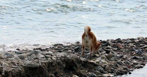 Shiba Inu Dog Sniffing On The Beach. Close Up View - DCi 4K Resolution
