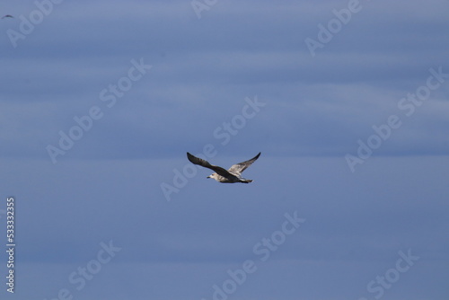 seagull in flight