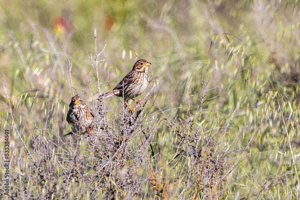 The corn bunting (Emberiza calandra) is a passerine bird in the bunting family Emberizidae, a group now separated by most modern authors from the finches, Fringillidae. The corn bunting (Emberiza calandra) is a passerine bird in the bunting family Emberizidae, a group now separated by most modern authors from the finches, Fringillidae.