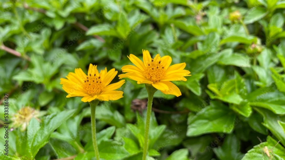 yellow dandelion flower yellow dandelion flower