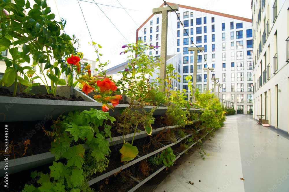Green vertical green facade garden in full bloom for climate adaptation