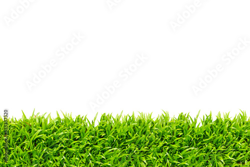 Green grass isolated on a transparent background