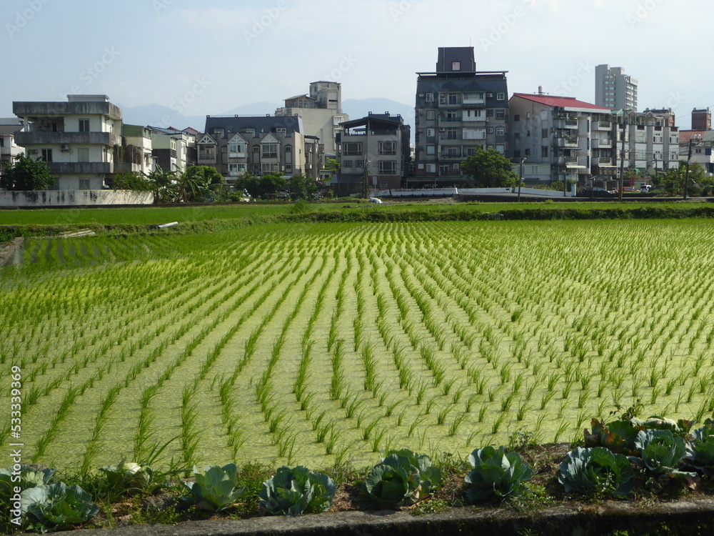 Green Rice Field and Apartment Buildings, Urban Farming in Taiwan
