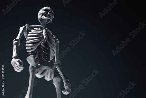 Human skeleton on dark background