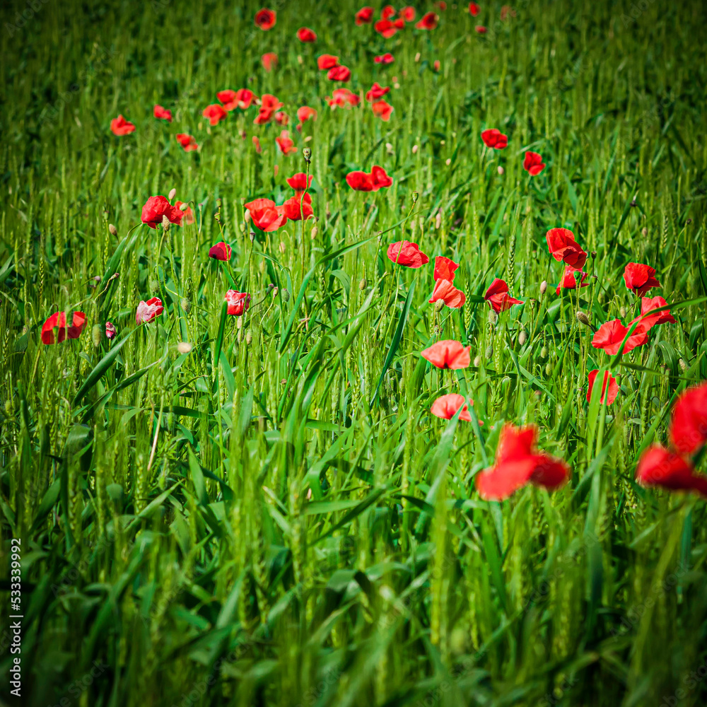 poppies in the meadow