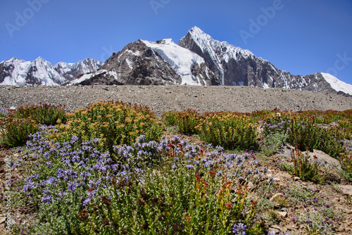Beautiful wildflowers along the along the Grum Grijmailo Glacier, Khafrazdara Valley, Tajikistan
