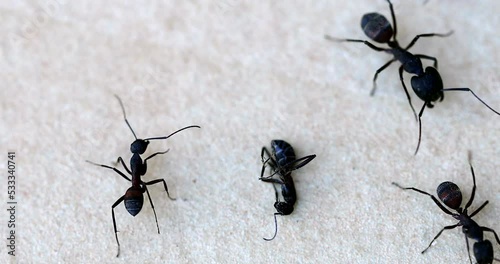 Mutual Aid Between Ants, Black Ants Wanting To Help An Injured Ant And Touch It With The Antennae. Close Up Side View / Macro Shot - DCi 4K Resolution
