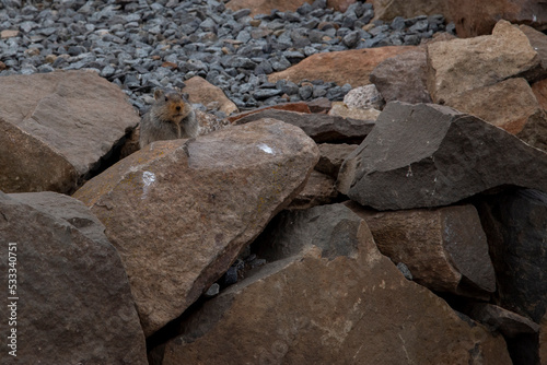 snow rats in a stony enviroment on mountain high altitude with grain and out of focus © ca