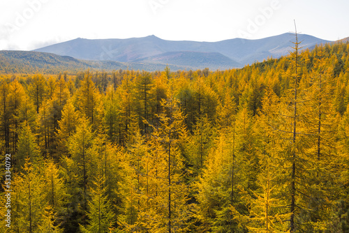 Beautiful autumn landscape. View of a larch forest in a mountain valley. Colorful yellow crowns of larch trees. Travel and hiking in the wild. Ecological tourism by nature. Fall season. September. photo