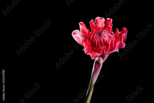 Torch ginger flower