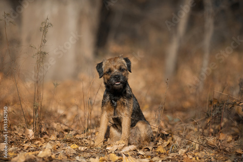 portrait dog Border Terrier girl autumn