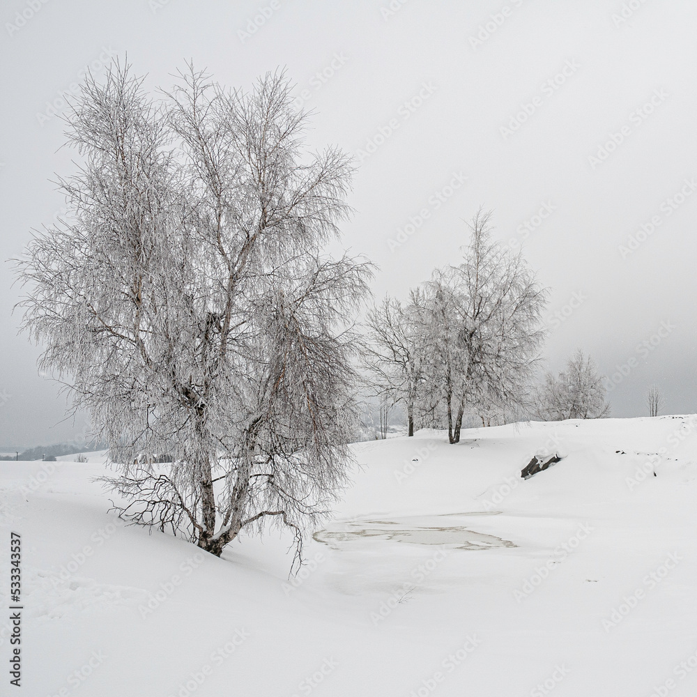 Fototapeta premium winter on the mountain