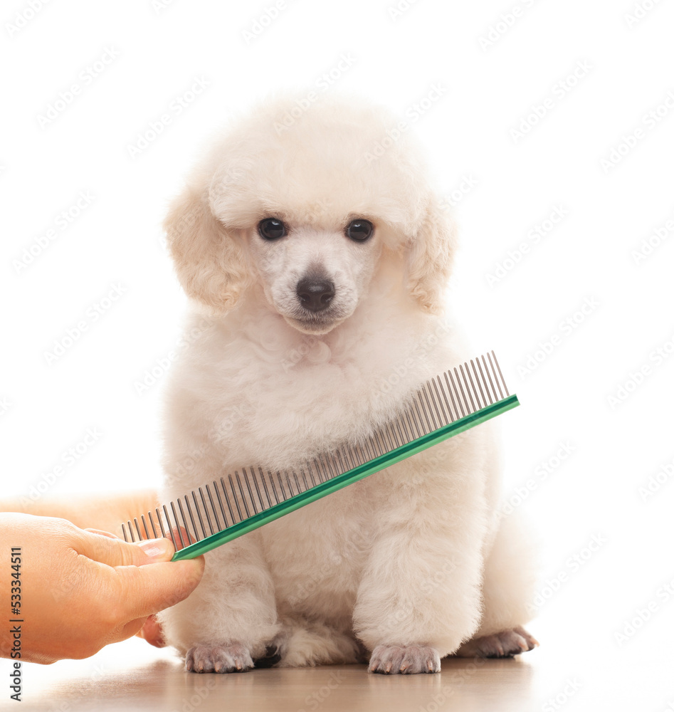 image of dog hairbrush hand white background Stock Photo Adobe Stock