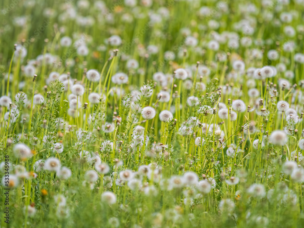 Field with white dandelion flowers. Meadow of white dandelions. Summer field. Dandelion field. spring background with white dandelions.
