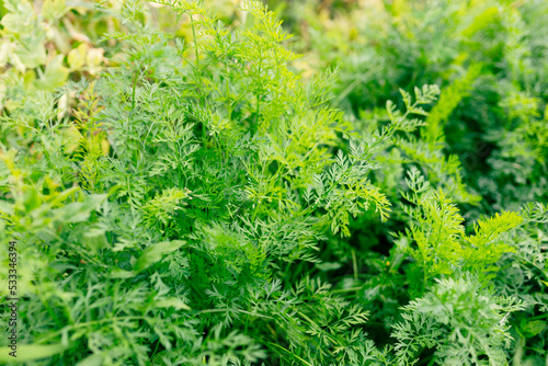 Background with green carrot leaves. Agriculture concept, gardening, growing vegetables. High quality photo. Organic food banner