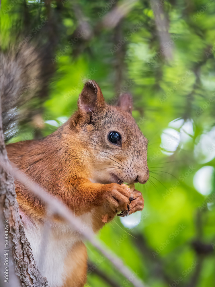 The squirrel with nut sits on a branches in the spring or summer. The squirrel with nut sits on a branches in the spring or summer.