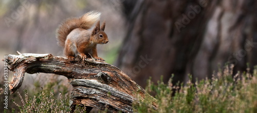 Red Squirrel in the Caledonian forest of the Scottish Highlands, Rothiemurchus, Scotland