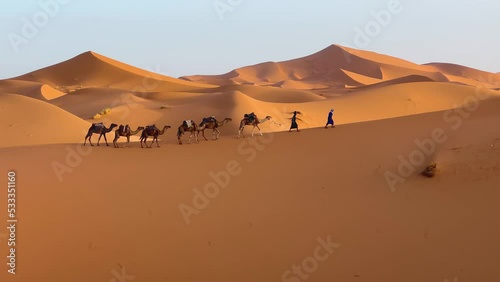 Camel caravan in the desert at sunrise -  Sahara, Morrocco