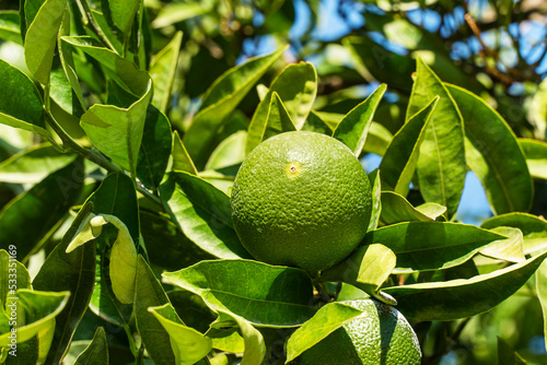 fresh green lime hanging on tree in farm