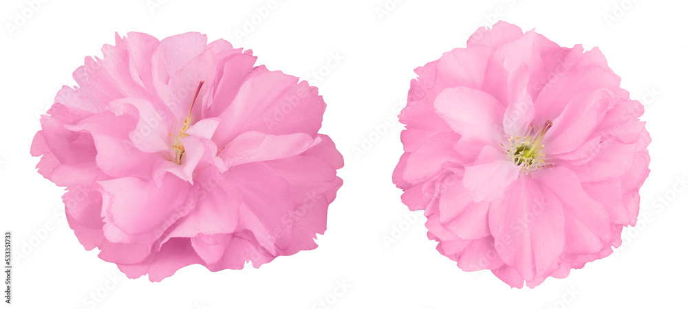 Sakura flower cherry blossom isolated on white background with full depth of field. Top view. Flat lay Sakura flower cherry blossom isolated on white background with full depth of field. Top view. Flat lay