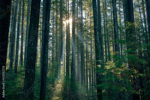 The rays of the sun shine through the trunks of coniferous trees. Rainforest on the Pacific Coast. Sunshine Coast, British Columbia, Canada © Alena Charykova