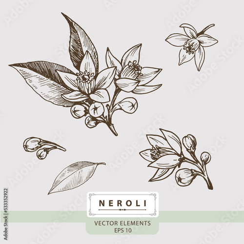 Neroli flowers, Floral Vector elements, Hand drawn illustration