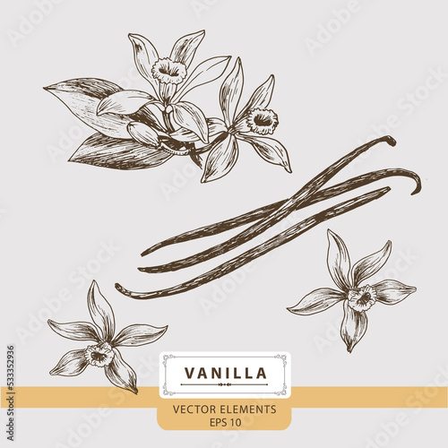 Vanilla flowers, Floral Vector elements, Hand drawn illustration