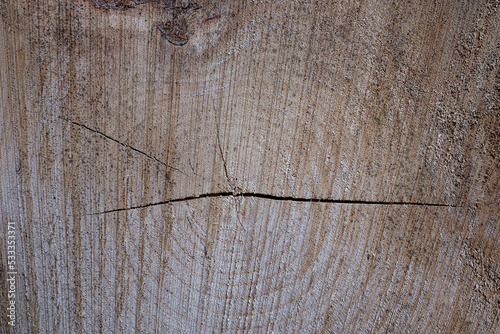 Tree trunks after logging || Boomstammen na houtkap photo