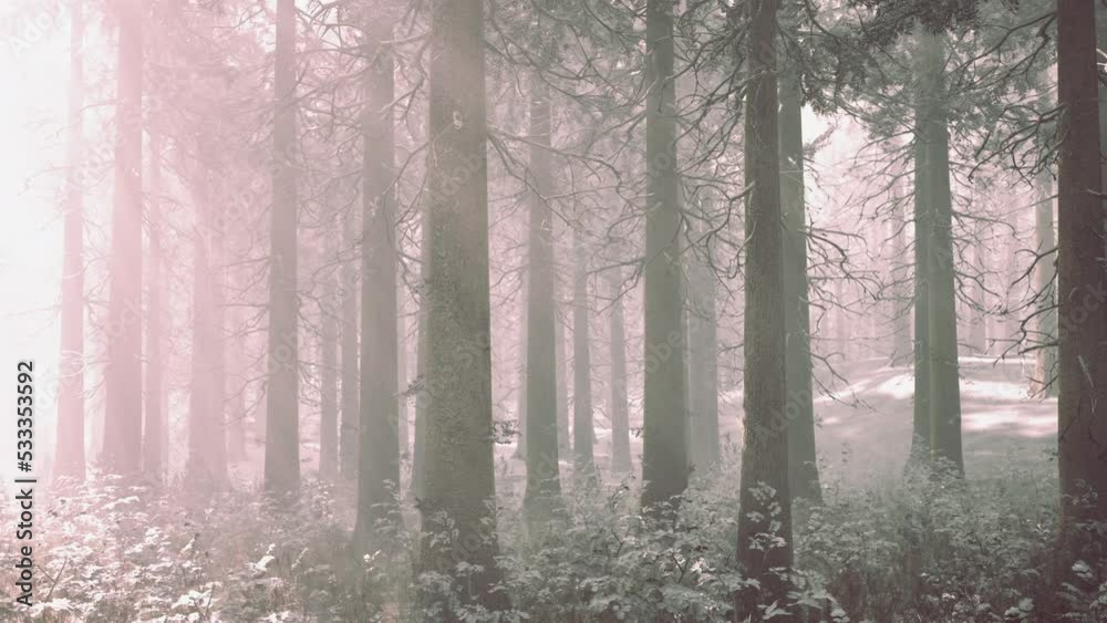 Sunset or sunrise in the winter pine forest covered with a snow