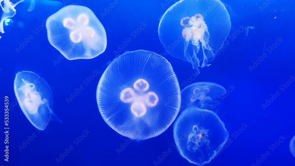 jellyfish in the water jellyfish in the water