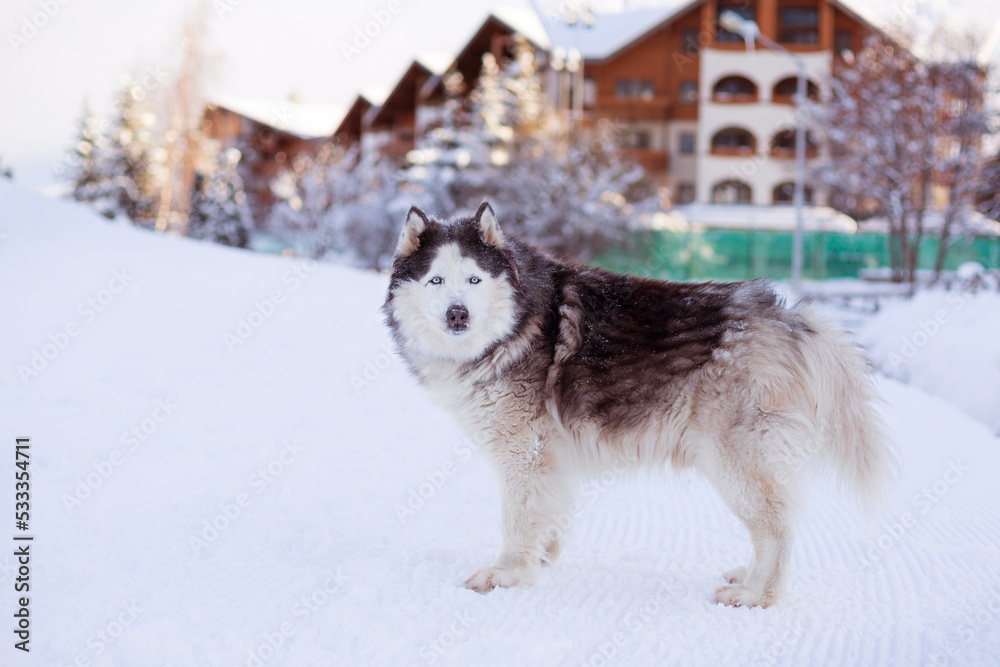 Alaskan Malamute dog standing in the snow in winter