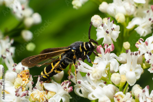 Paranthrene tabaniformis on elder flower close-up. In the natural environment, near the forest in summer photo