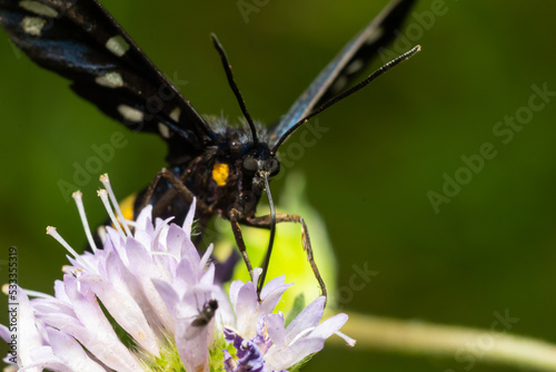 Close up of a nine spotted moth Amata phegea with spread wings
