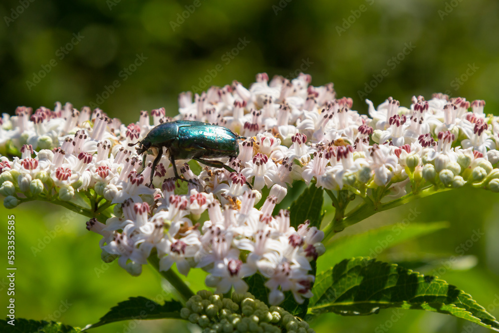 Green rose chafer Cetonia aurata on danewort Sambucus ebulus flowers. Image with local focusing