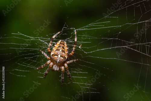 Close-up of a female European garden cross spider Araneus diadematus in the web