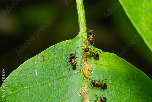Ants collecting honeydew from greenflies aphids on a plant stem