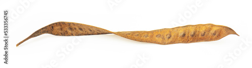 acacia seed (Leucaena leucocepphala) isolated on white background, have a medicine properties