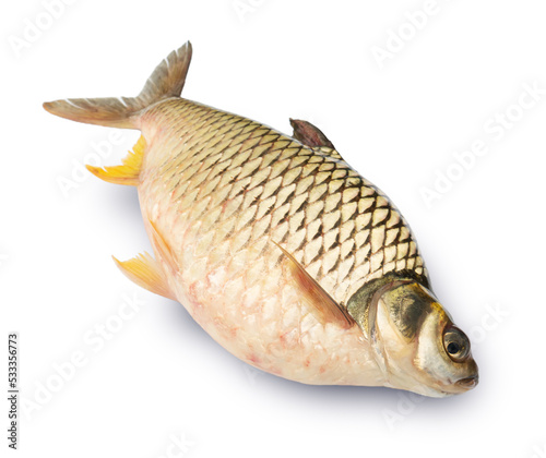 Barbonymus gonionotus isolated on white background. Elements with clipping path.